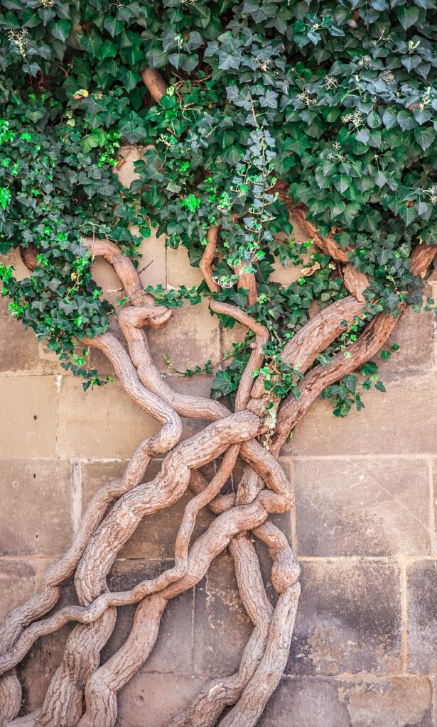 roots and green ivy climbing a stone wall Nicole Köhler from Pixabay