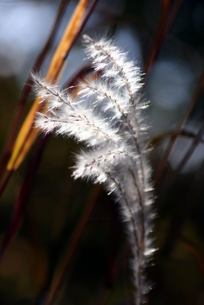 A creamy white featherly brance with a stick behind on a dark grey background